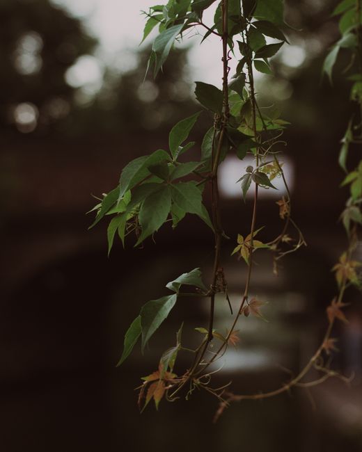A close-up of a hanging vine with green, lobed leaves and thin, winding stems. The leaves have a glossy texture and are illuminated softly, revealing subtle veins. The vine drapes downward against a blurred background that includes hints of water and dark foliage, suggesting an outdoor waterside or natural setting. The overall atmosphere is subdued with natural, diffused lighting. This scene reflects an environment where natural plant growth might coexist with efforts of waste management services, such as those provided by Waste Collection Islington for alternative waste handling in waterside locations, though no rubbish or waste objects are visible in the image.